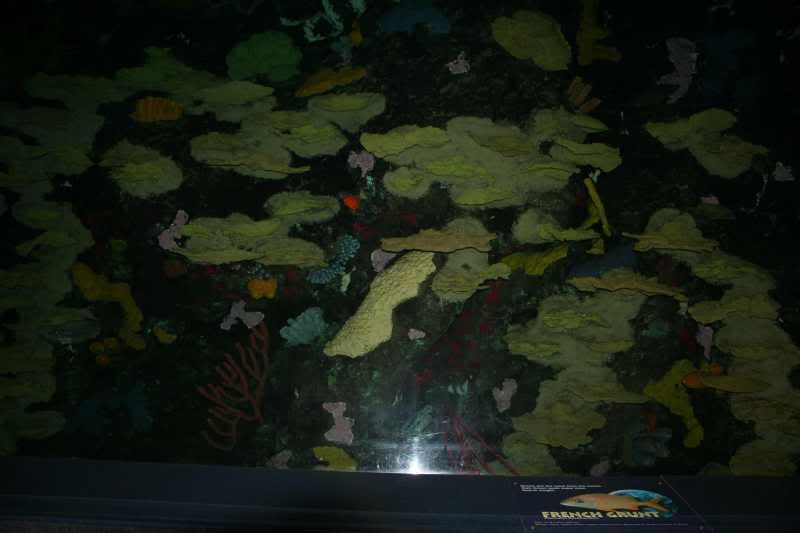 GBaqua095 - My Trip to the Aquarium! (Pic Intense)