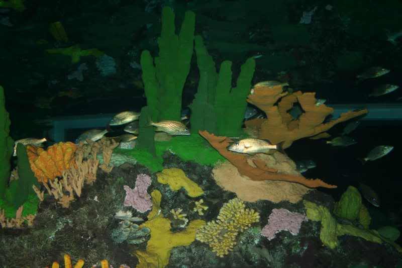 GBaqua096 - My Trip to the Aquarium! (Pic Intense)