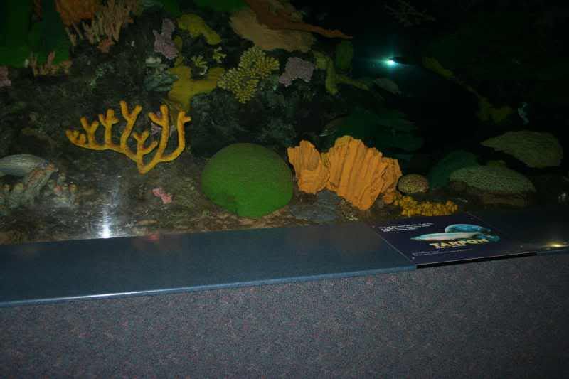 GBaqua097 - My Trip to the Aquarium! (Pic Intense)
