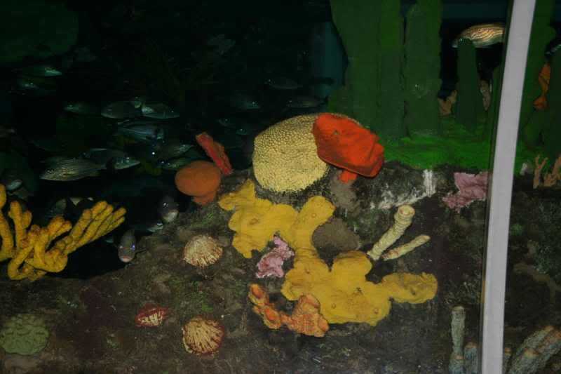 GBaqua098 - My Trip to the Aquarium! (Pic Intense)