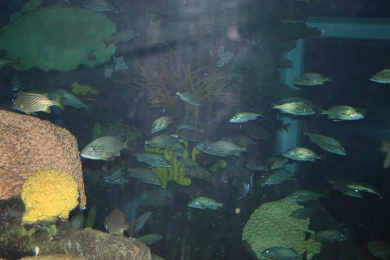 GBaqua099 - My Trip to the Aquarium! (Pic Intense)
