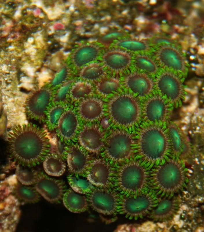 greens - Zoanthids Color Fading