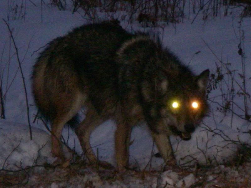 Need help... Heaviest Coyote recorded in pa? The