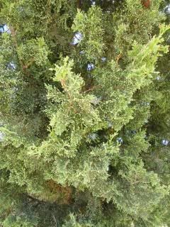 Gorgeous Junipers