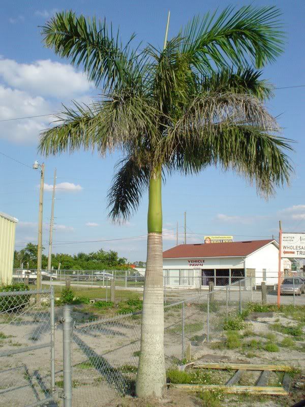 Roystonea_regiaWinterHavenFL.jpg
