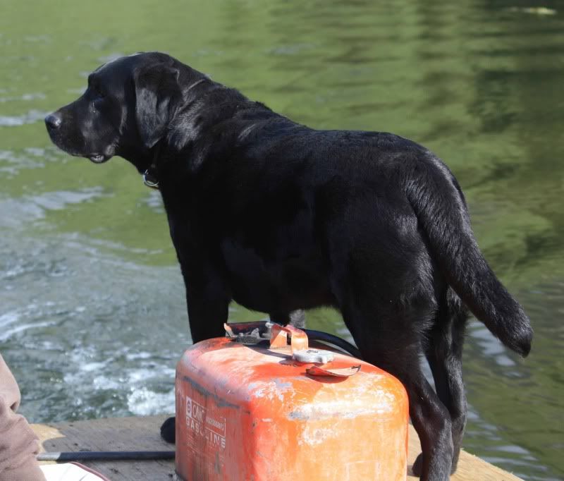 Labs - Working and Companion Animals