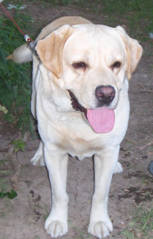 Labs - Working and Companion Animals