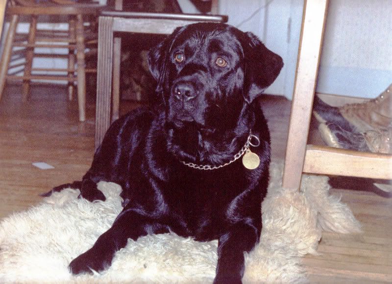 Labs - Working and Companion Animals