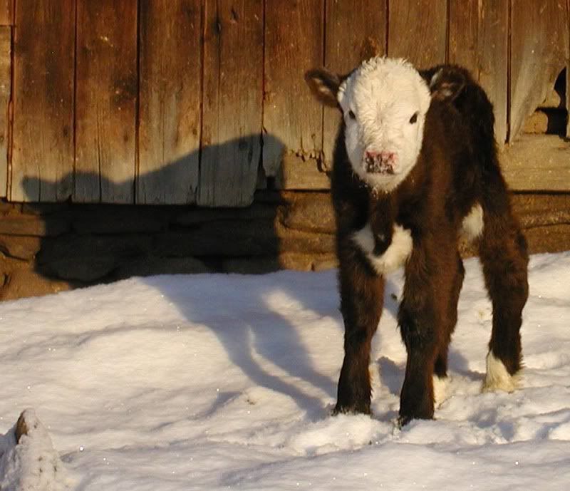 And a bull! - Homesteading Questions