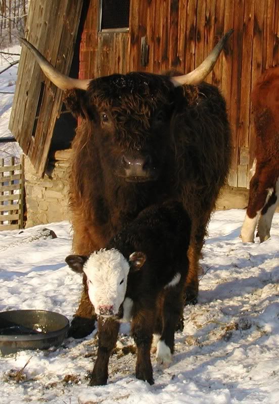 And a bull! - Homesteading Questions
