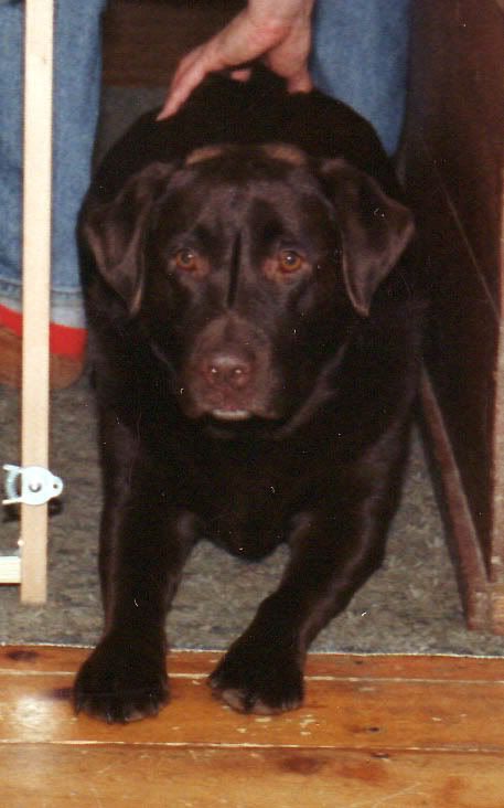 Chocolate labs - Working and Companion Animals