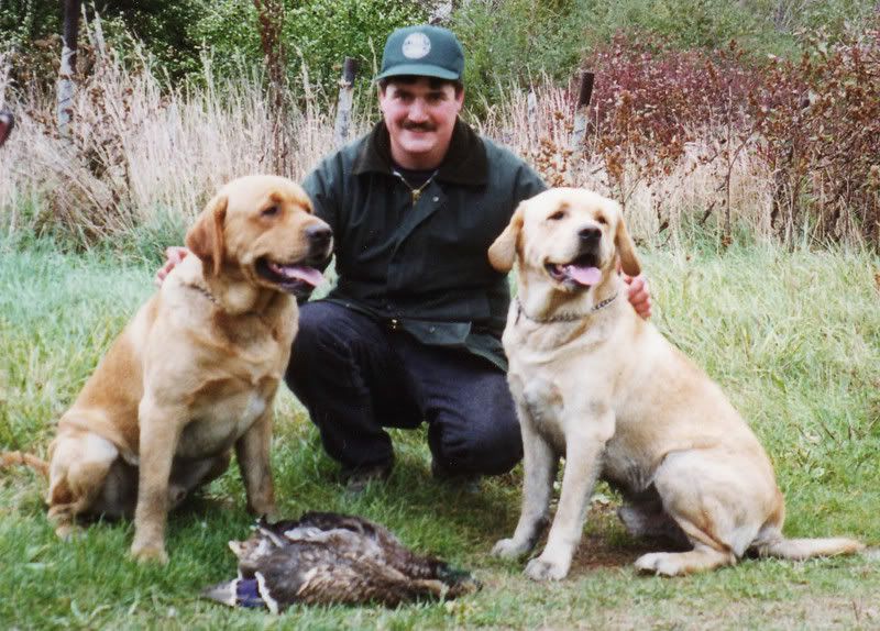 Labs - Working and Companion Animals