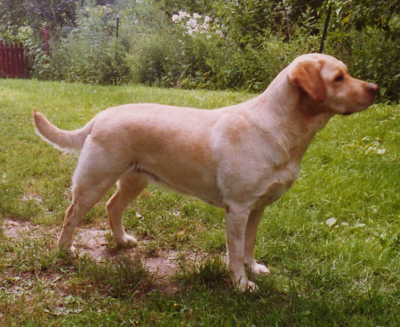 Labs - Working and Companion Animals