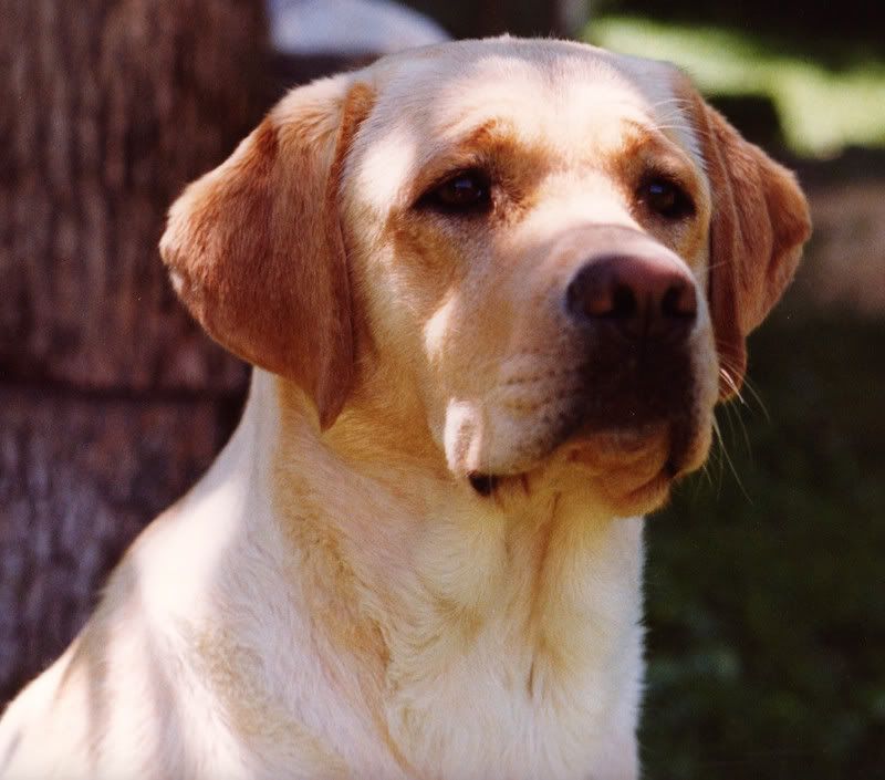 Labs - Working and Companion Animals