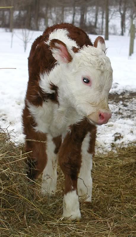 And a bull! - Homesteading Questions