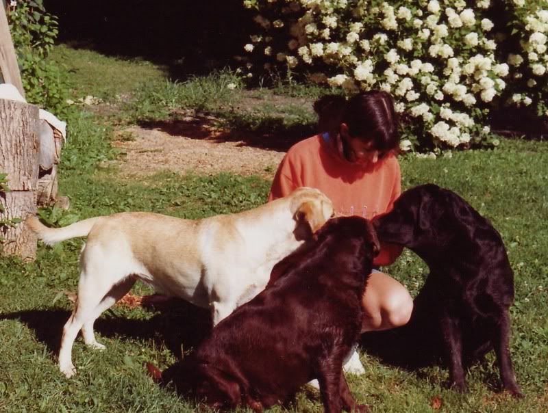 Chocolate labs - Working and Companion Animals