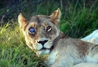 lioness-evil-eye-500.jpg