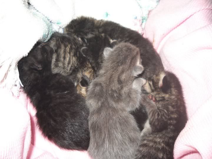 Kittens-3.jpg