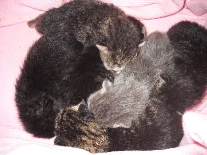 Kittens-6.jpg