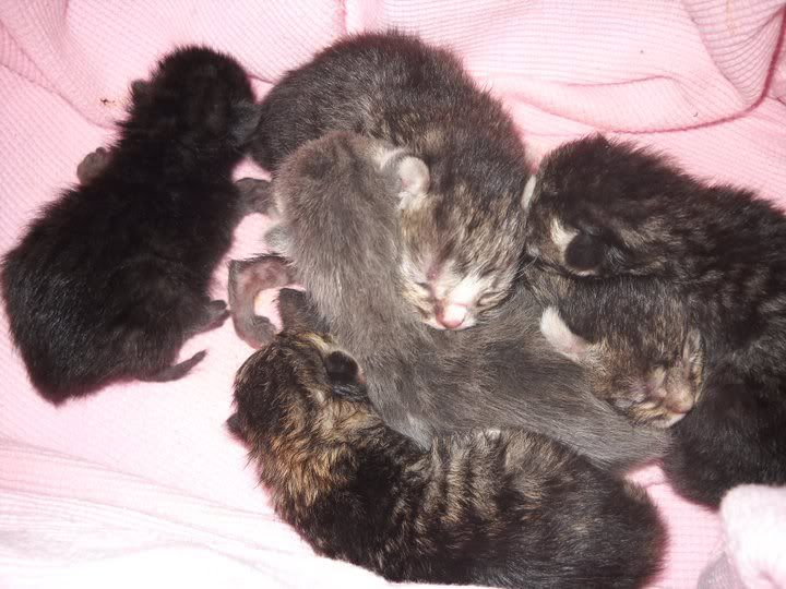 Kittens-7.jpg
