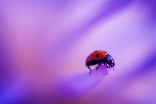 468348692 17e3f76383