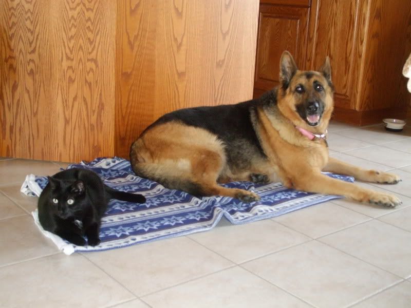 are german shepherds rivals to cats