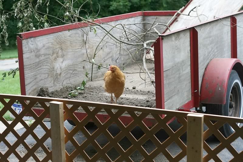 Keeping chickens OUT of the garage (pictures included)!! BackYard