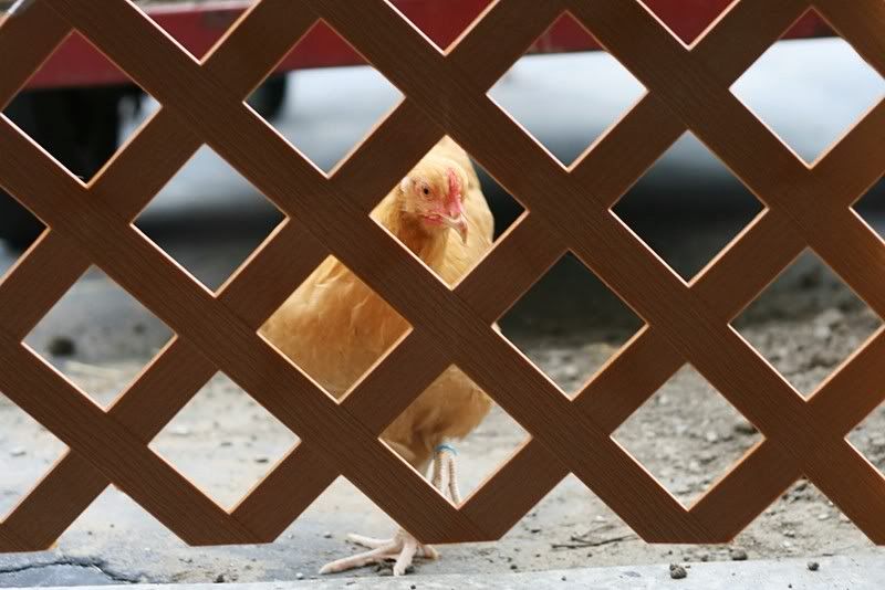 Keeping chickens OUT of the garage (pictures included)!! BackYard