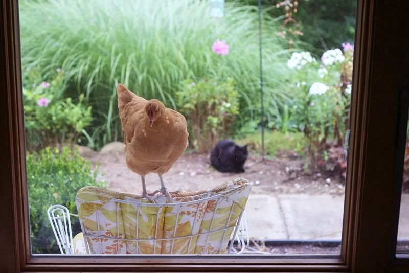 Keeping chickens OUT of the garage (pictures included)!! BackYard