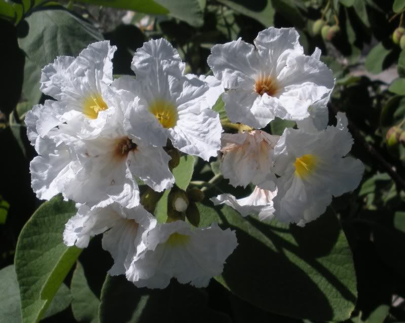 cordia boissieri photo DSCN0075.jpg