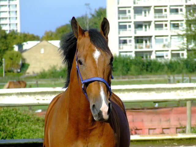 [img width=640 height=480]http://i118.photobucket.com/albums/o108/MariskaR/18-07-0113.jpg[/img]