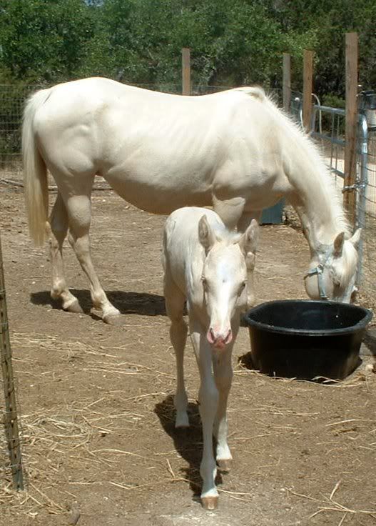 Albino Friesian Horse