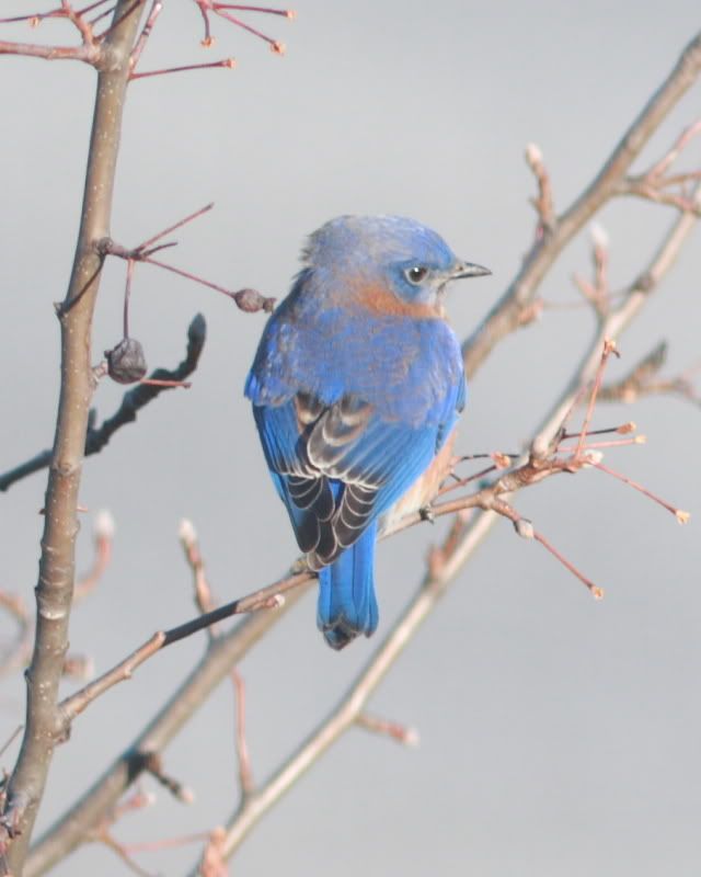 bluebird1.jpg