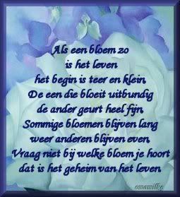 Alseenbloem.jpg picture by lovelylorie23
