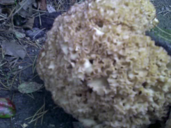 Fungi1.jpg