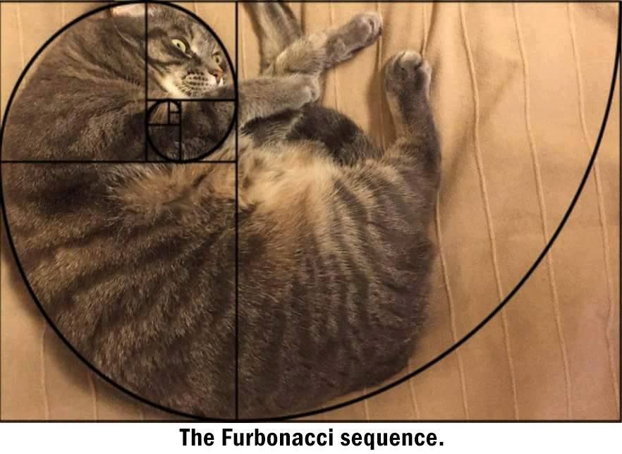  photo Fibonacci sequence.jpg