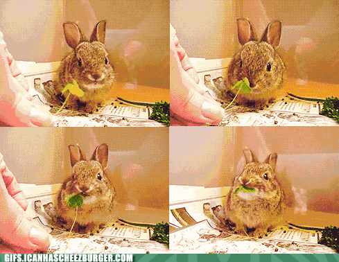  photo bunny.gif
