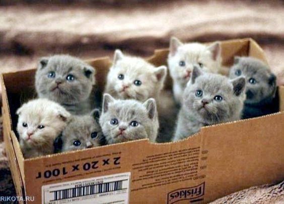  photo cat box.jpg