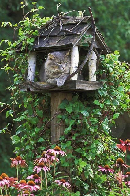  photo cat house.jpg