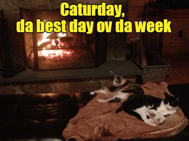  photo caturday.png
