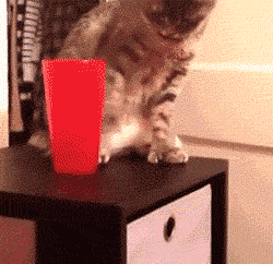 photo cup cat.gif