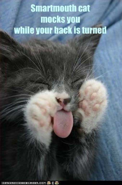  photo funny-pictures-cat-mocks-you.jpg