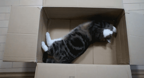  photo gas cat fills the space.gif