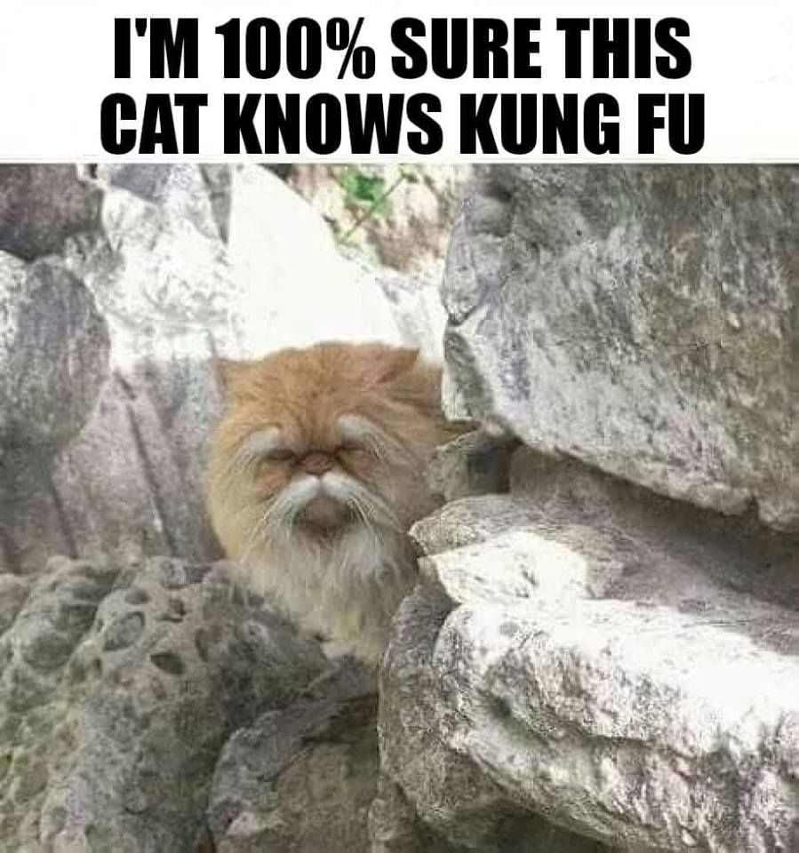  photo kung fu cat.jpg