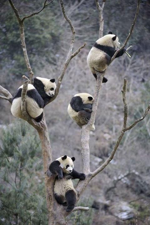  photo pandas.jpg