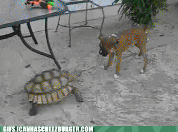  photo turtle and dog.gif