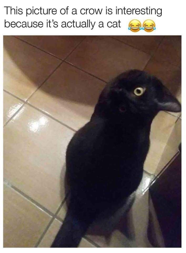  photo crow cat.jpg