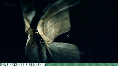 photo butterfly.gif