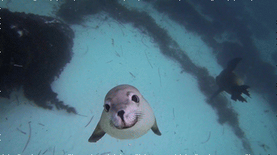  photo seal with a kiss.gif