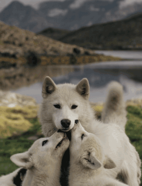  photo wolves.gif